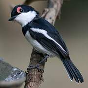 Brown-throated Wattle-eye