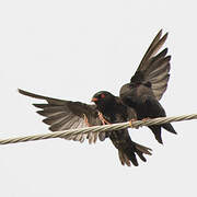 African River Martin