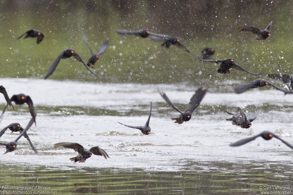 African River Martin