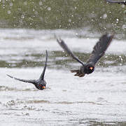 African River Martin