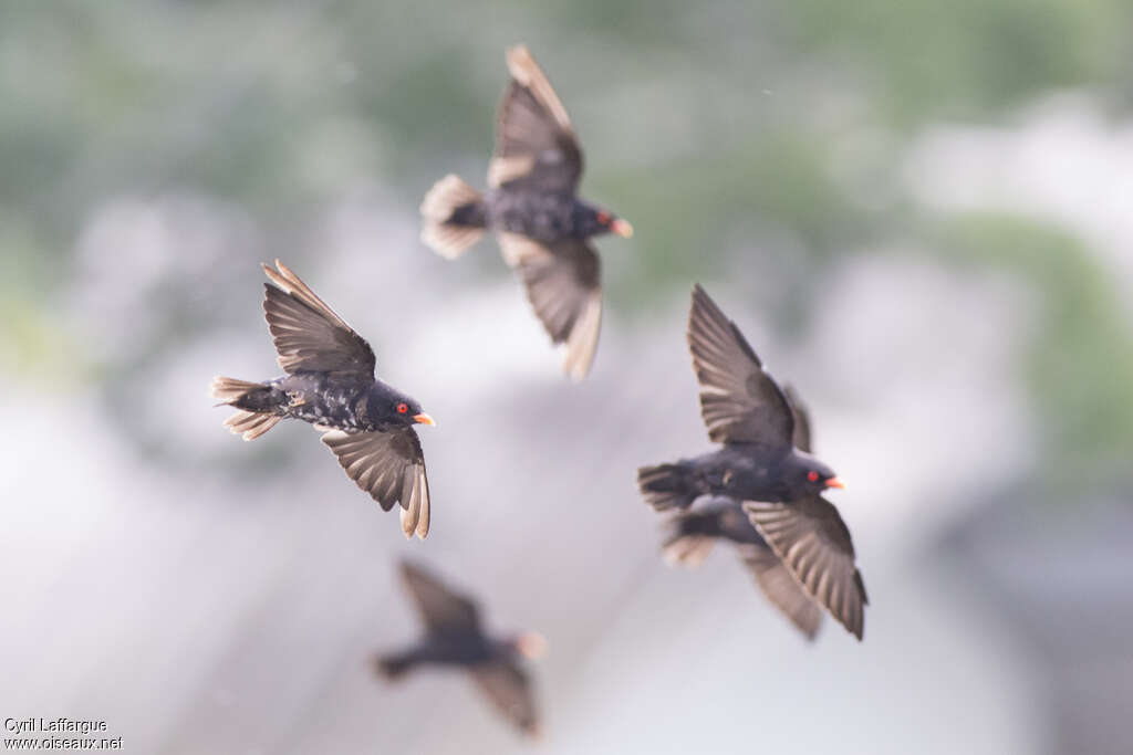 African River Martin