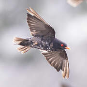 African River Martin