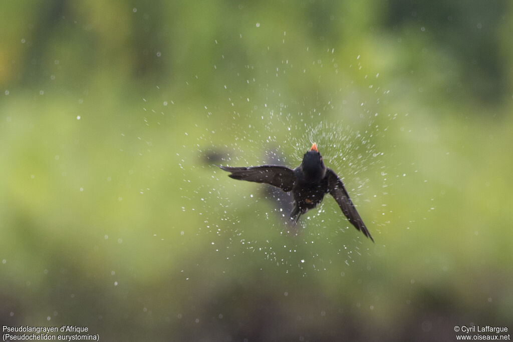 African River Martin