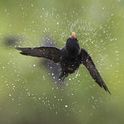 African River Martin