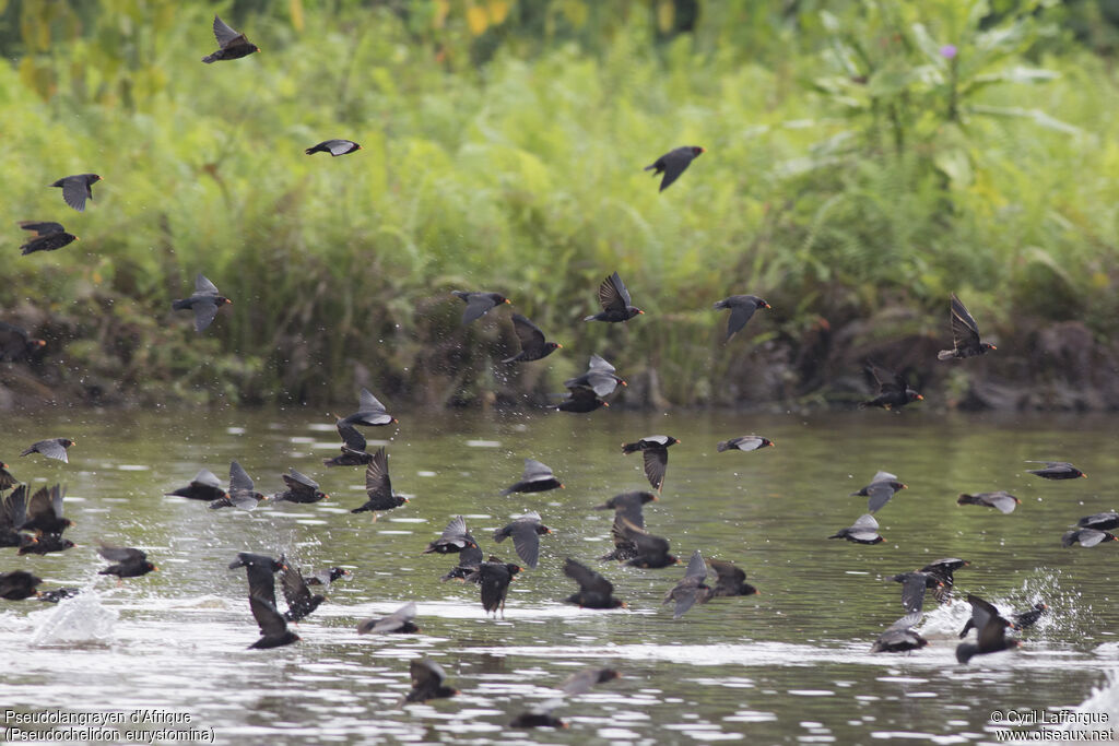 African River Martin