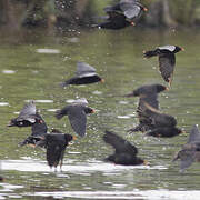 African River Martin