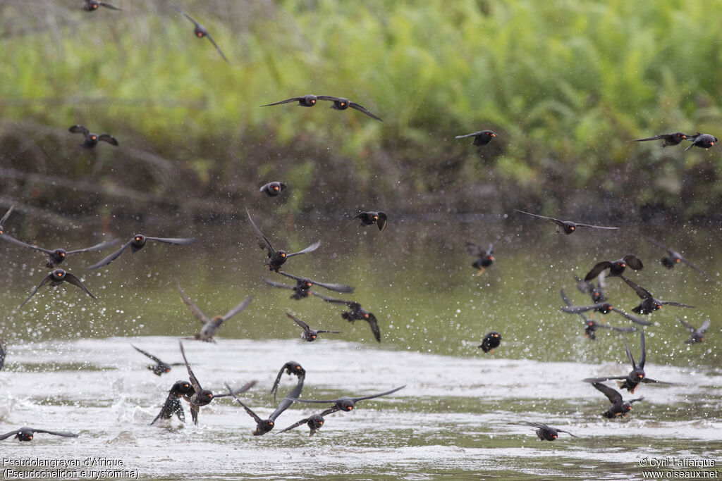 African River Martin