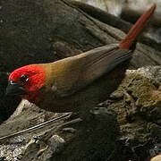 Crimson Seedcracker