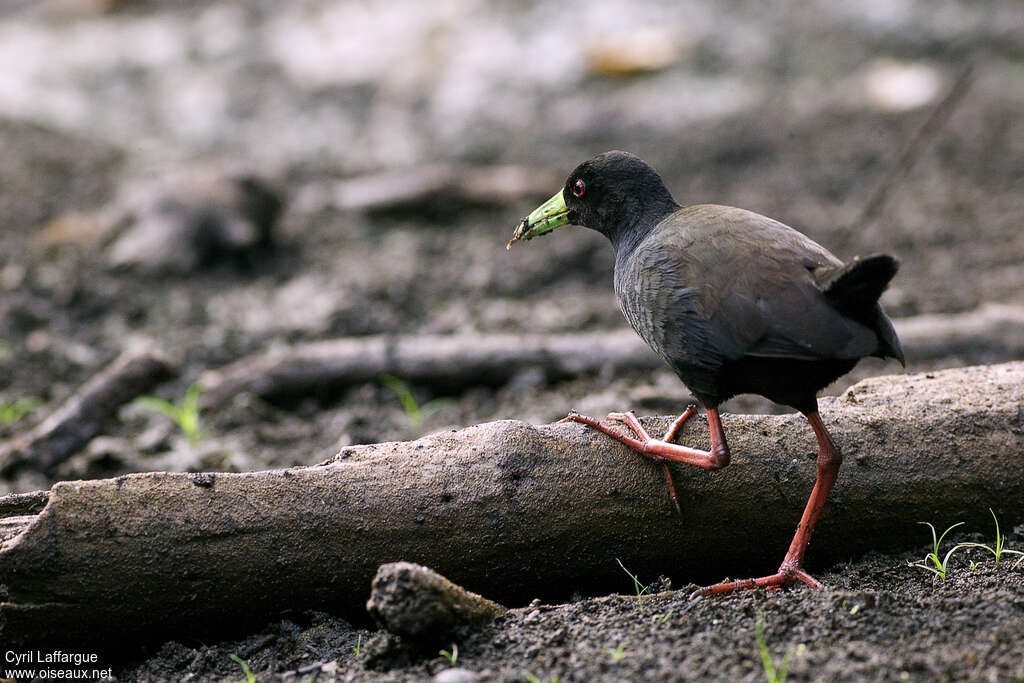 Black Crakeadult, Behaviour