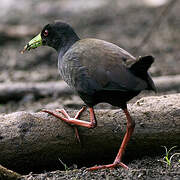 Black Crake