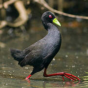 Black Crake