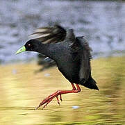 Black Crake