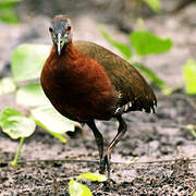 Grey-throated Rail