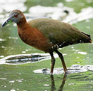 Grey-throated Rail