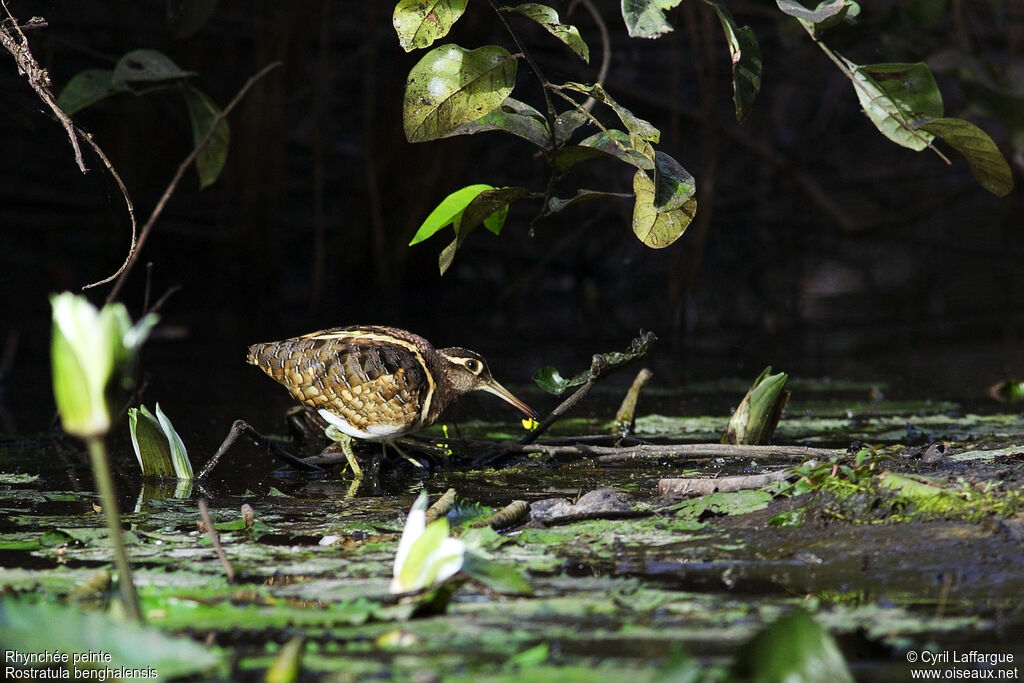 Greater Painted-snipe male adult