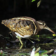 Greater Painted-snipe