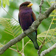 Broad-billed Roller