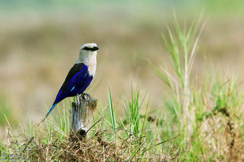 Blue-bellied Rolleradult, identification, Behaviour