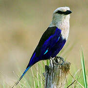 Blue-bellied Roller