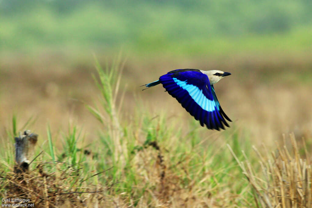 Blue-bellied Rolleradult, Flight