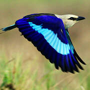 Blue-bellied Roller