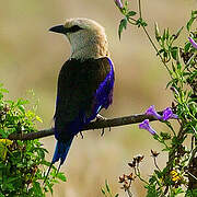 Blue-bellied Roller