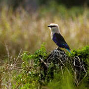 Blue-bellied Roller