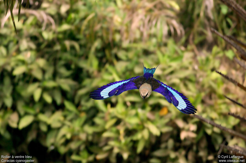 Blue-bellied Roller