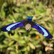 Blue-bellied Roller