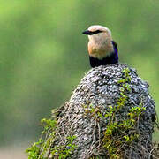 Blue-bellied Roller