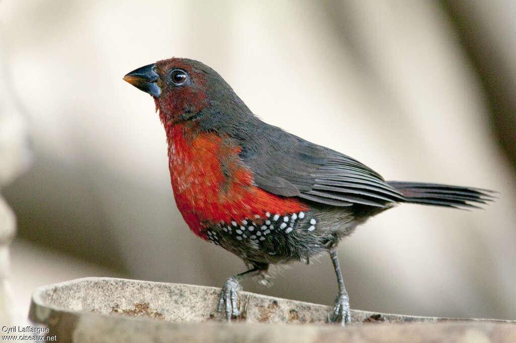 Western Bluebill female adult, identification