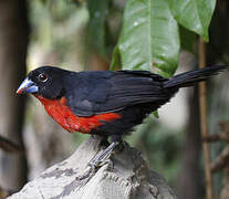 Western Bluebill