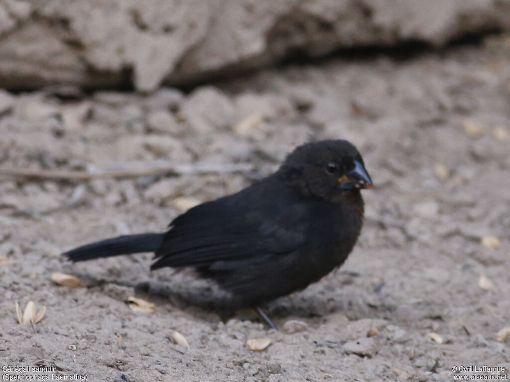 Western Bluebilljuvenile