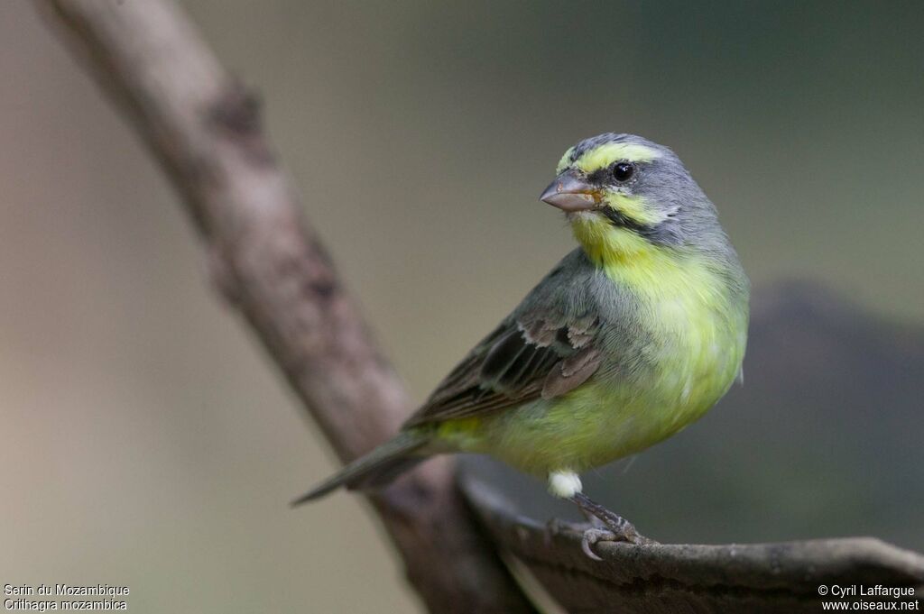 Yellow-fronted Canary, identification