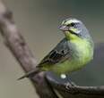 Serin du Mozambique