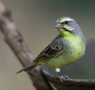 Yellow-fronted Canary