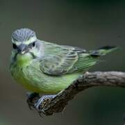 Yellow-fronted Canary