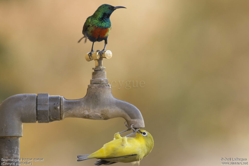 Beautiful Sunbird male adult