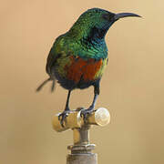 Beautiful Sunbird