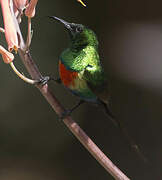 Beautiful Sunbird