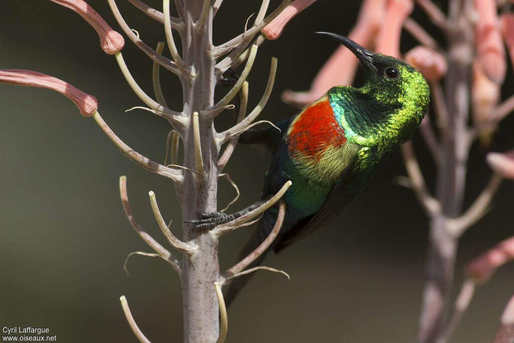 Beautiful Sunbird male adult, close-up portrait