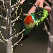 Beautiful Sunbird