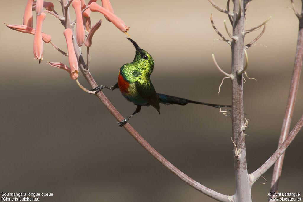 Beautiful Sunbird male adult