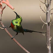 Beautiful Sunbird