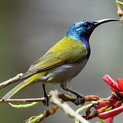 Green-headed Sunbird