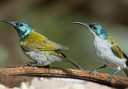 Green-headed Sunbird