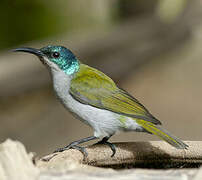 Green-headed Sunbird