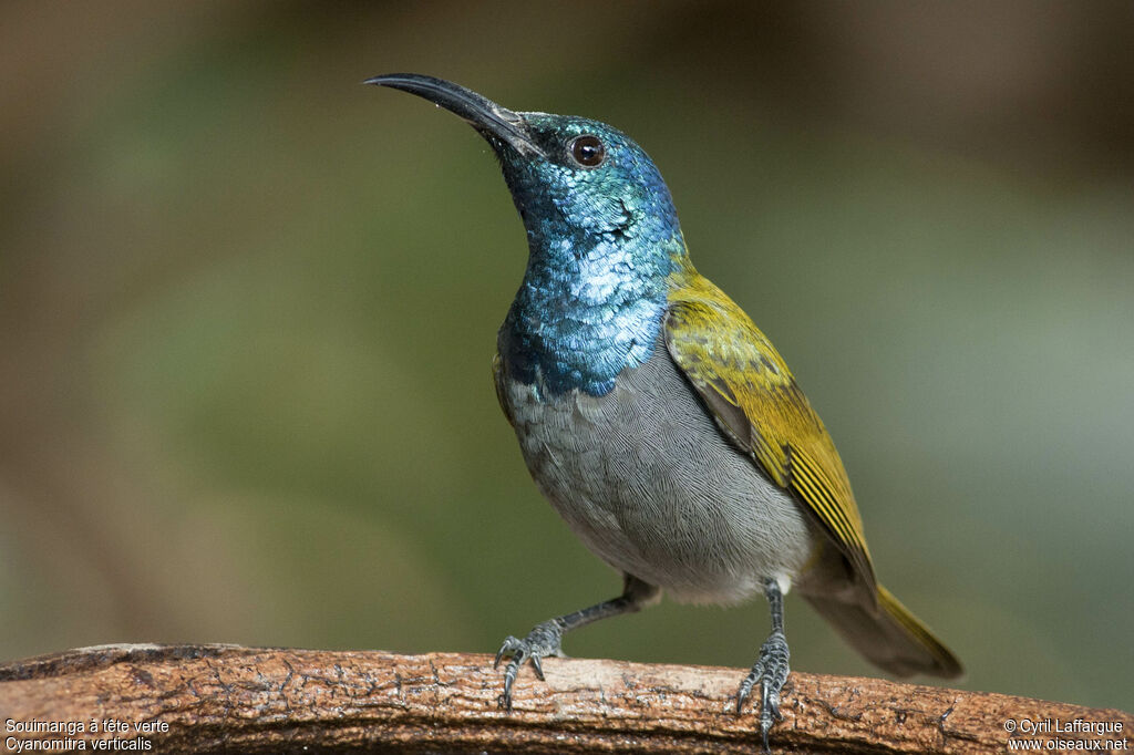 Green-headed Sunbird male adult, identification