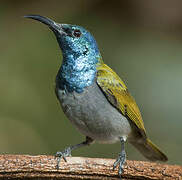 Green-headed Sunbird