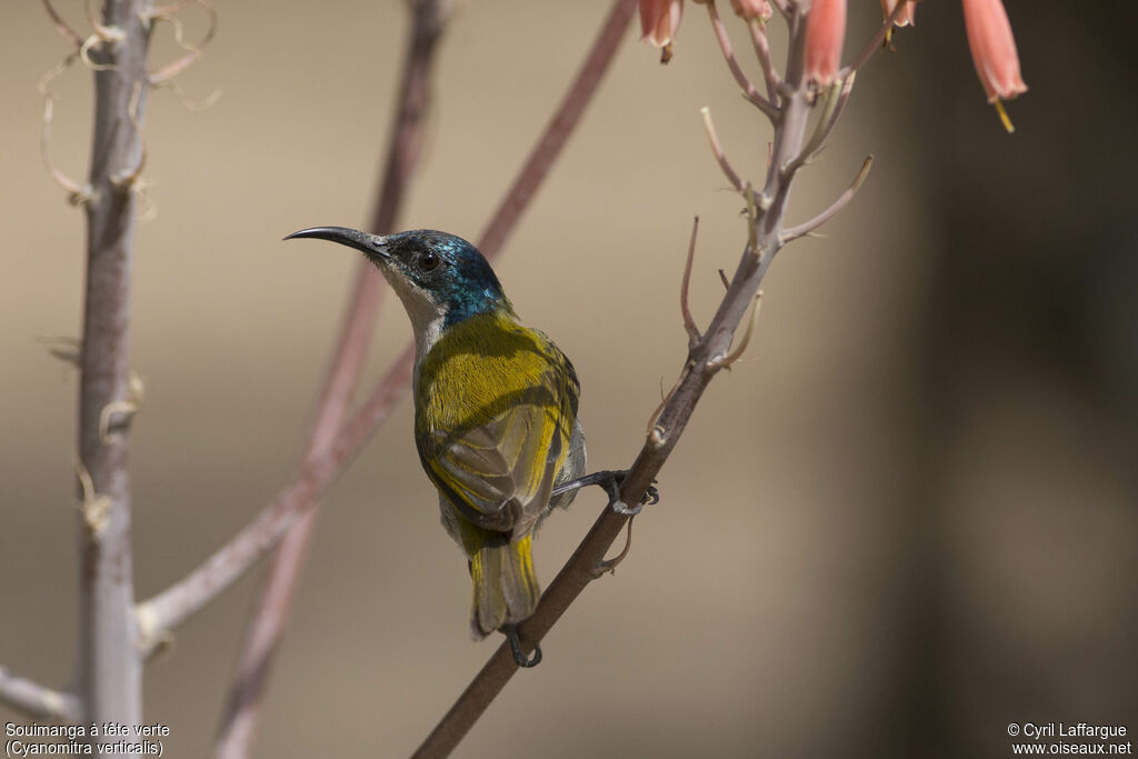 Green-headed Sunbird female adult